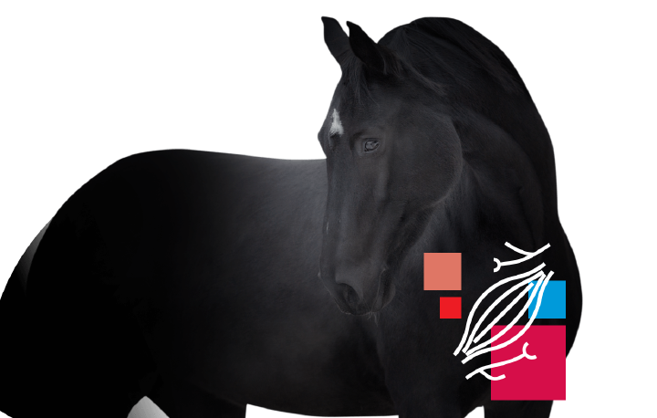 hoeveler equinova pferd muskulatur nervensystem hoeveler equinova pferd muskulatur nervensystem